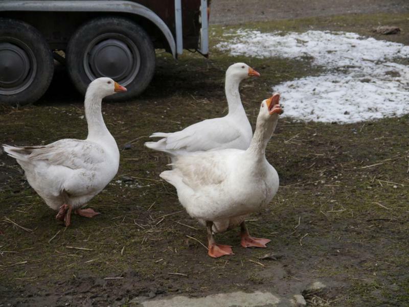 Stronie Śląskie Pod Kasztanem Gospodarstwo Agroturystyczne المظهر الخارجي الصورة